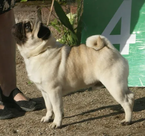 pug: a pug dog, a small dog of an ancient breed originating in China, having a snub nose, wrinkled face,...