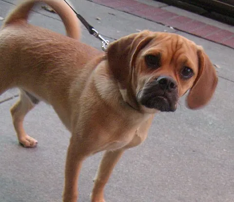 puggle: to coax (a rabbit) from a burrow by poking a stick down the hole and moving it about; to delve into...