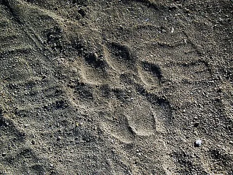 pugmark: the print or track of an animal