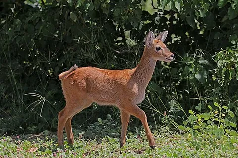 puku: a medium-sized antelope found in Central Africa (Kobus vardonii)