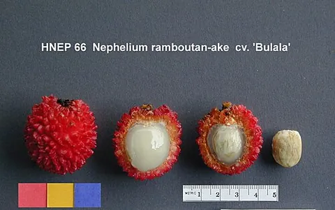 pulasan: the fruit of the tropical tree Nephelium ramboutan-ake (syn. N. mutabile)