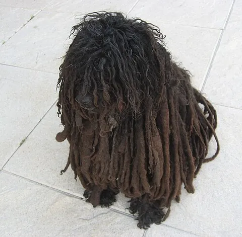 puli: one of a breed of Hungarian sheepdog with a distinctive thick, corded coat