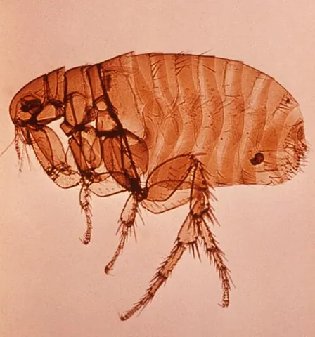 pulicid: any flea of the family Pulicidae