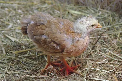 pullet: a young hen, especially one less than a year old