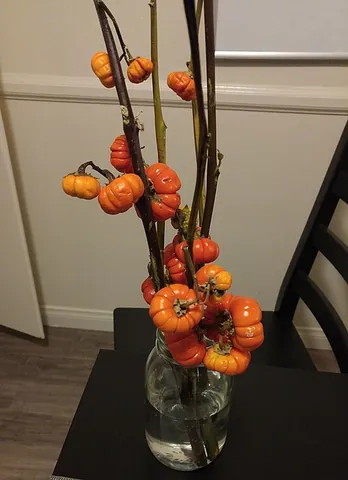 pumpkin-on-a-stick: synonym of Ethiopian nightshade (Solanum aethiopicum)