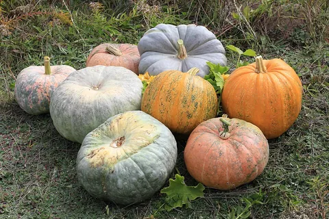 pumpkin: a domesticated plant, in species Cucurbita pepo, similar in growth pattern, foliage, flower, and...