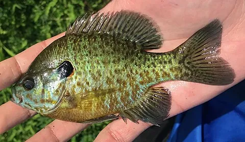 pumpkingill: a naturally occurring hybrid fish formed from a cross between a pumpkinseed (Lepomis gibbosus) and...