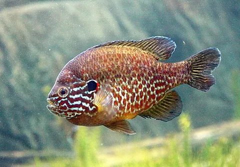pumpkinseed: a North American sunfish; Lepomis gibbosus