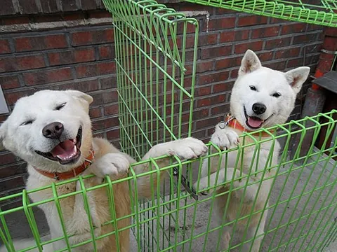 pungsan dog: a breed of hunting dog from North Korea, named for originating in Kimhyŏnggwŏn County