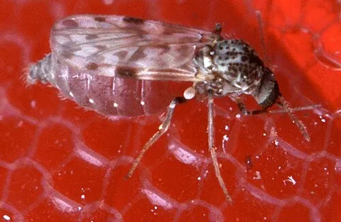 punkie: a small two-winged fly or midge of the family Ceratopogonidae, which bites and then sucks the blood...