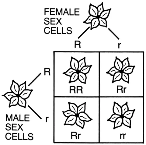 punnett square: a graphical representation used to determine the probability of an offspring expressing a...