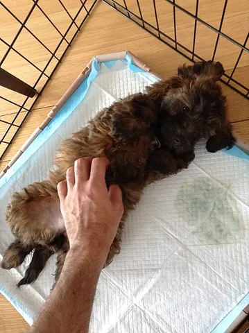 puppy pad: a large, thin, and very absorbent piece of fabric that a young dog is trained to urinate on
