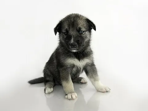 puppy: a young dog, especially before sexual maturity (12–18 months)