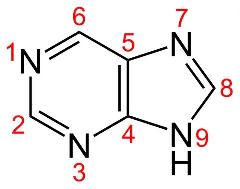 purine: any of a class of organic heterocyclic compounds, composed of fused pyrimidine and imidazole rings,...