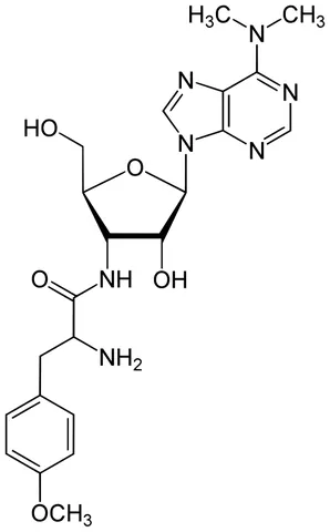 puromycin: an antibiotic that is a strong inhibitor of protein translation