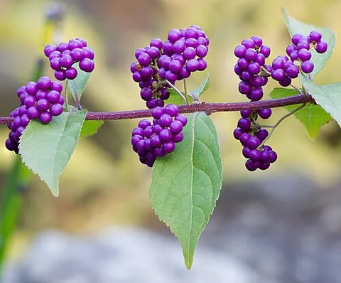 purple beautyberry: a berry of the plant, Callicarpa dichotoma