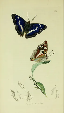 purple emperor: a large, dark brown and white (female), or purple and white (male) butterfly, Apatura iris, of the...