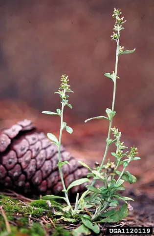 purple everlasting: spoon-leaf cudweed (Gamochaeta purpurea)