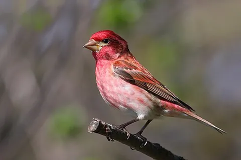 purple finch: haemorhous purpureus, a fringillid bird