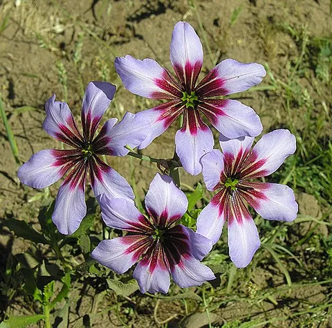 purple glory-of-the-sun: leucocoryne purpurea, a flowering plant native to central Chile