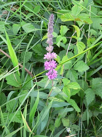 purple loosestrife: a semi-aquatic herbaceous plant, Lythrum salicaria, having long spikes of purple flowers, native to...