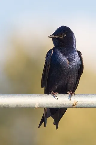 purple martin: the largest North American swallow, Progne subis