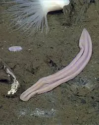purple sock: any of the genus Xenoturbella of marine deep-water flatworm-like animals of the phylum...