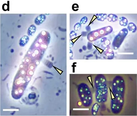 purple sulfur bacterium: any gammaproteobacterium of the order Chromatiales