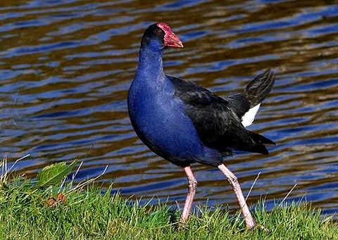purple swamphen: various species in the Porphyrio genus of the Rallidae family, including Porphyrio porphyrio,...