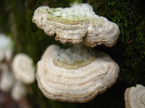 purple tooth: trichaptum biforme