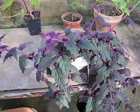 purple velvet plant: an ornamental plant, Gynura aurantiaca, grown for its attractive foliage, which is covered with...