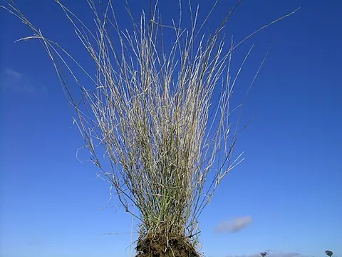 purple wiregrass: a species of grass native to Australia (Aristida ramosa)