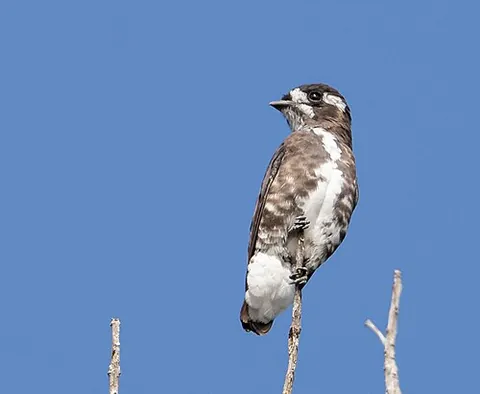 purpletuft: any of the genus Iodopleura of small, short-tailed birds found in the canopy of forests in tropical...