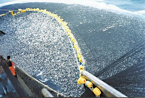 purse seine: a fishing seine consisting of a purse cable which acts as a draw string for the bottom of the net...