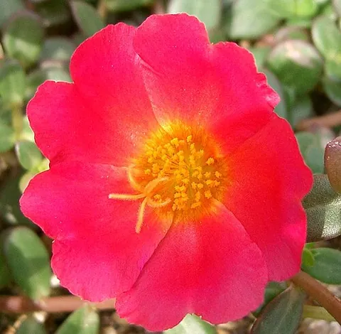 purslane: any of the family Portulacaceae (order Caryophyllales) of succulent plants