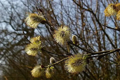 pussy willow: any of a number of species of willow and sallow when their catkins are still young in spring