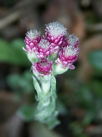 pussytoes: any of several species of composite flower in the genus Antennaria, known for their clusters of...