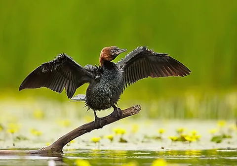 pygmy cormorant: microcarbo pygmeus, a member of the Phalacrocoracidae (cormorant) family of seabirds