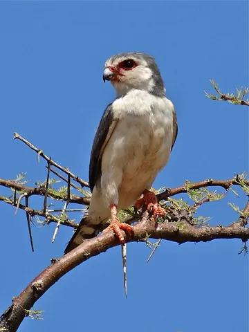 pygmy falcon: polihierax semitorquatus, African pygmy falcon, native to eastern and southern Africa