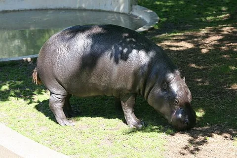 pygmy hippopotamus: a large four-toed, four-legged mammal native to western Africa of species Choeropsis liberiensis...