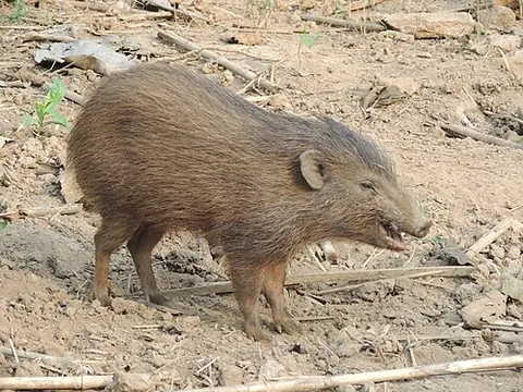 pygmy hog: porcula salvania, a tiny pig of India