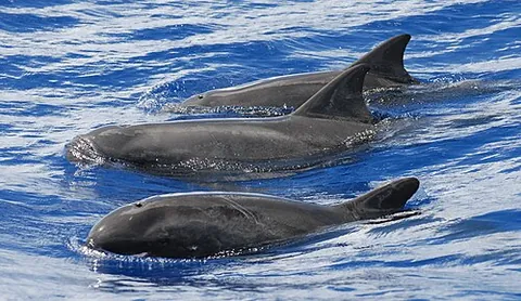 pygmy killer whale: an oceanic dolphin of the species Feresa attenuata