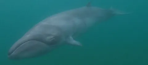 pygmy right whale: a baleen whale of the species Caperea marginata