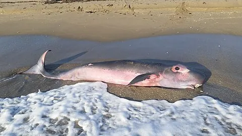 pygmy sperm whale: one of the two small whales in the sperm whale superfamily (Kogia breviceps)