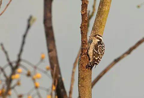pygmy woodpecker: any of the genus Yungipicus of small eastern Asian woodpeckers