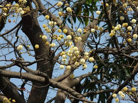 pyinkado: burmese ironwood, Xylia xylocarpa