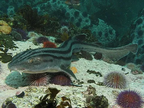 pyjama shark: a species of catshark, Poroderma africanum, endemic to the coastal waters of South Africa