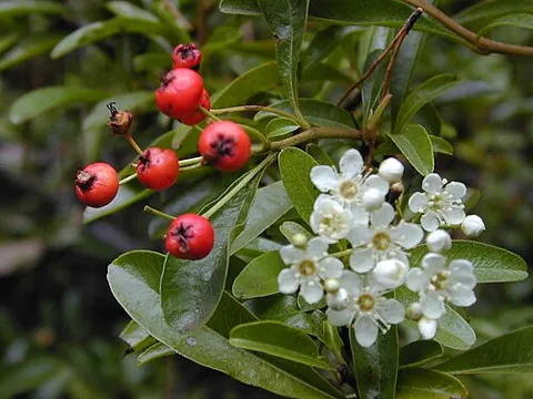 pyracanthus: a pyracantha; a plant of the genus Pyracantha; the firethorn