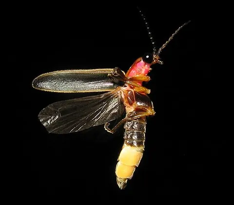 pyralis: a species of firefly, Photinus pyralis