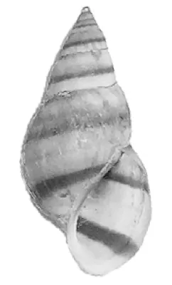 pyramid elimia: elimia potosiensis, a species of elimia snail